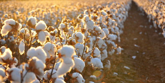 Why Choose organic cotton??