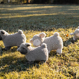 Charlotte the Sheep
