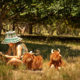 Heidi The Highland Cow