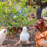 Mini Henrietta The Hen Rattle