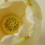 AYU Hair Oil